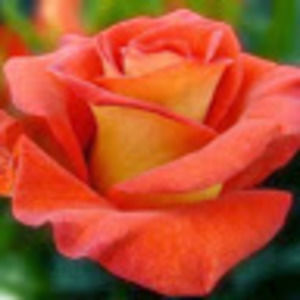 Meet your Posher, Beverly